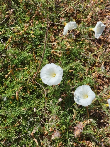 stebbins' morning-glory (Calystegia stebbinsii)