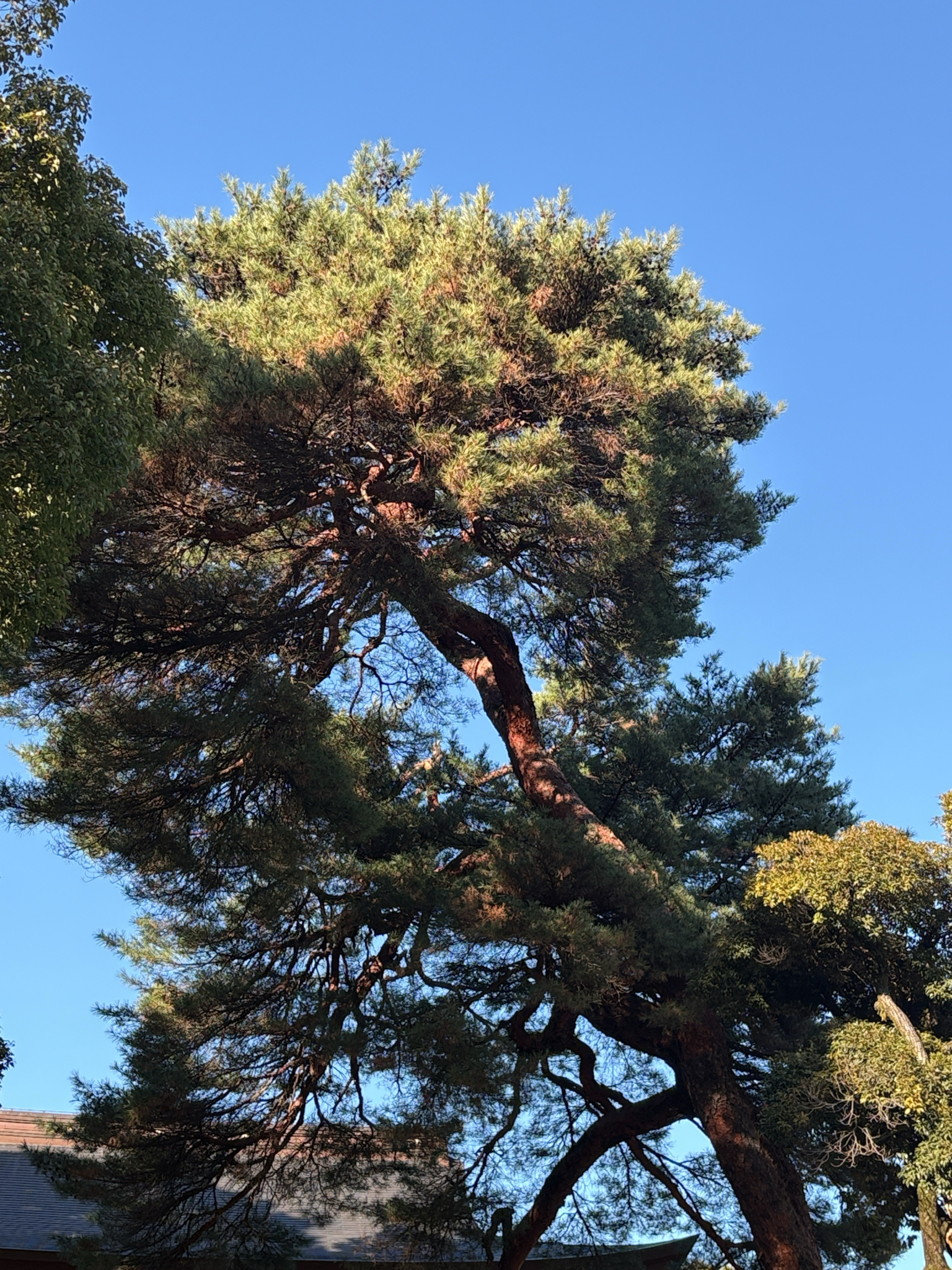 Japanese red pine
