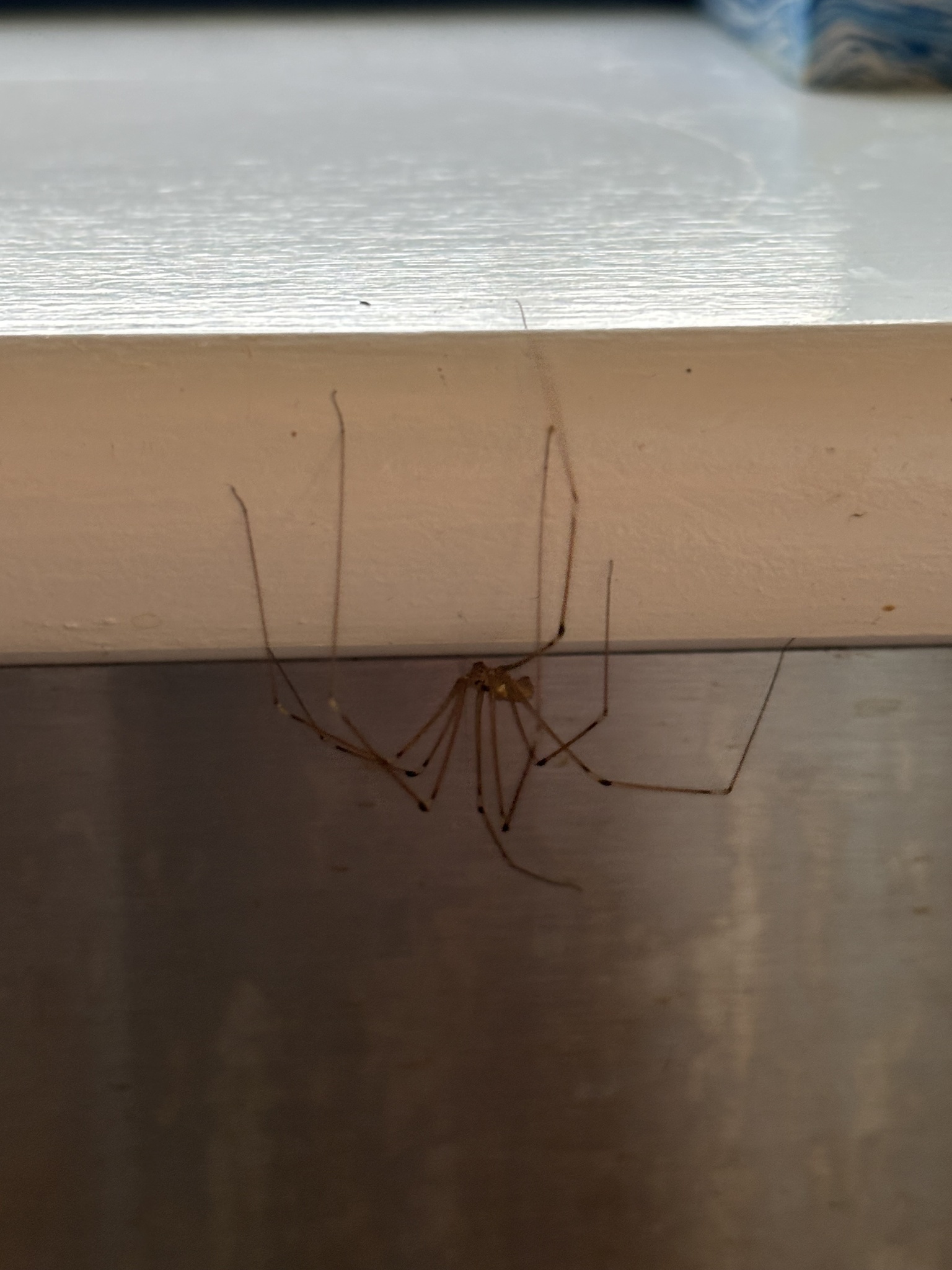 Pholcus phalangioides (Fuesslin, 1775)