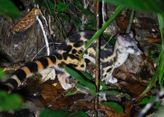 Banded Linsang photo 2