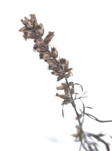 Artemisia vulgaris