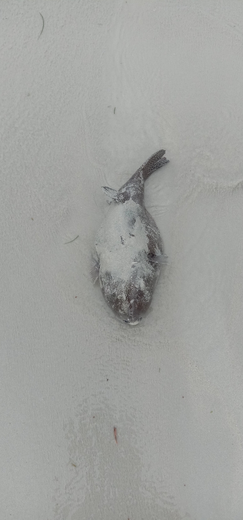 Starry Puffer, Stellate puffer (Arothron stellatus)