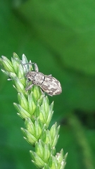 Parapantomorus fluctuosus