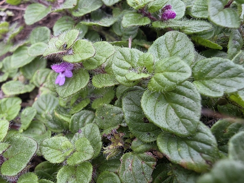 Matting bergmint (Killickia compacta)