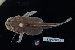Four Gill Fish photo 5