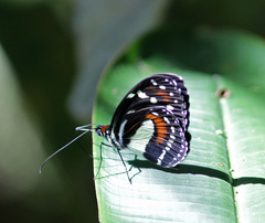 Elzunia humboldt