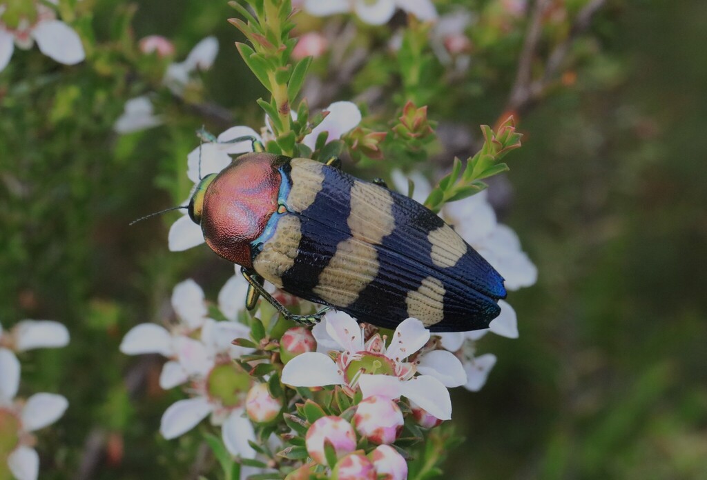 Temognatha spencii