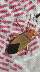 Dysdercus ruficollis