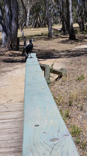 Australian Magpie (Gymnorhina tibicen), photo 2