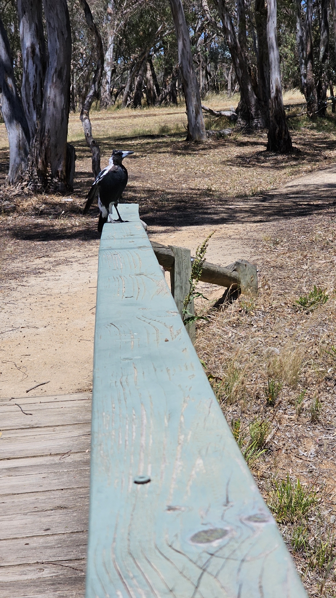 Australian Magpie (Gymnorhina tibicen), photo 2