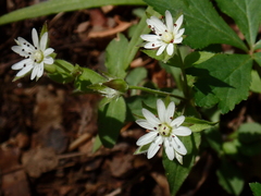Stellaria corei