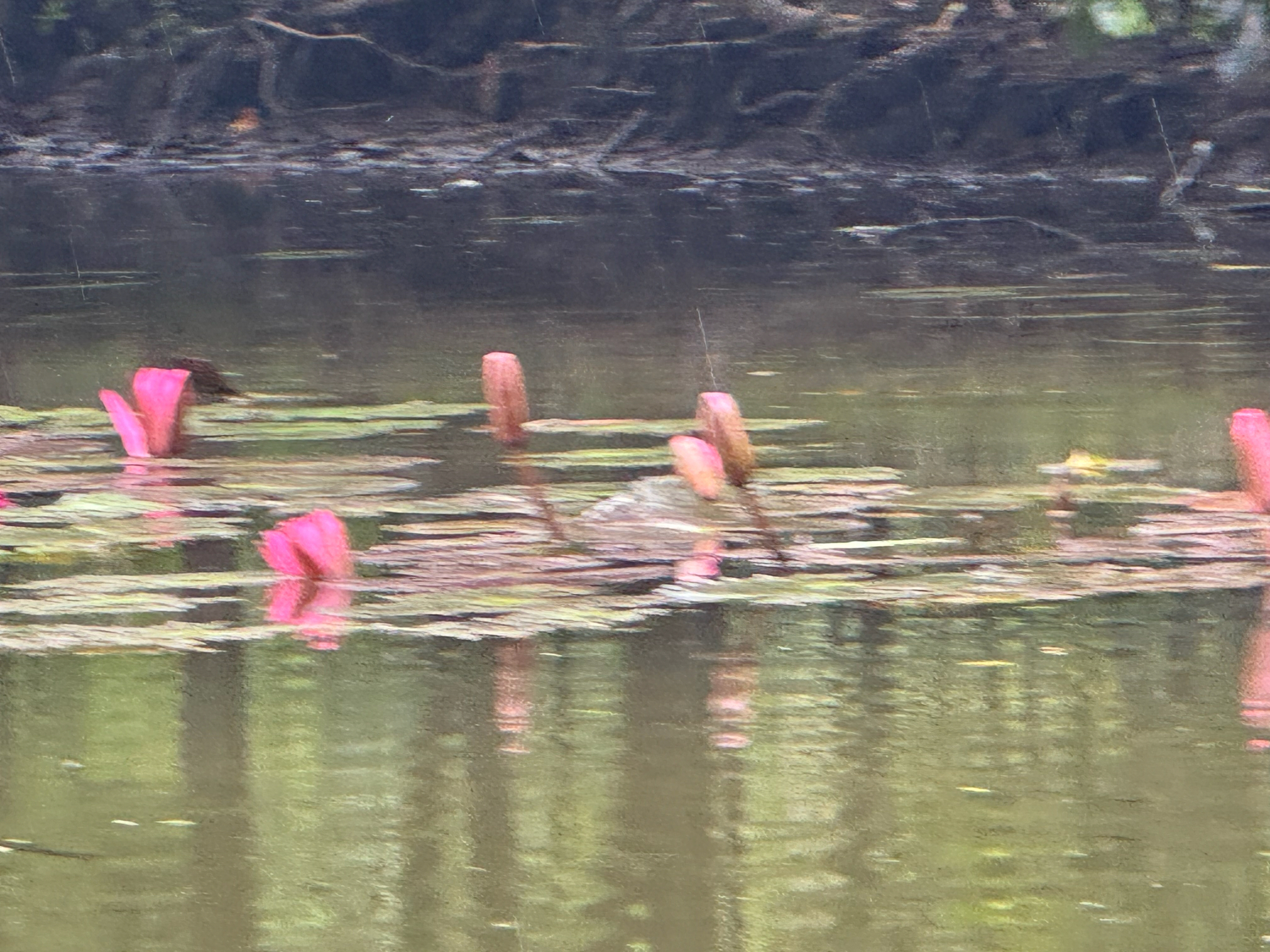 Nymphaea rubra — ảnh 3