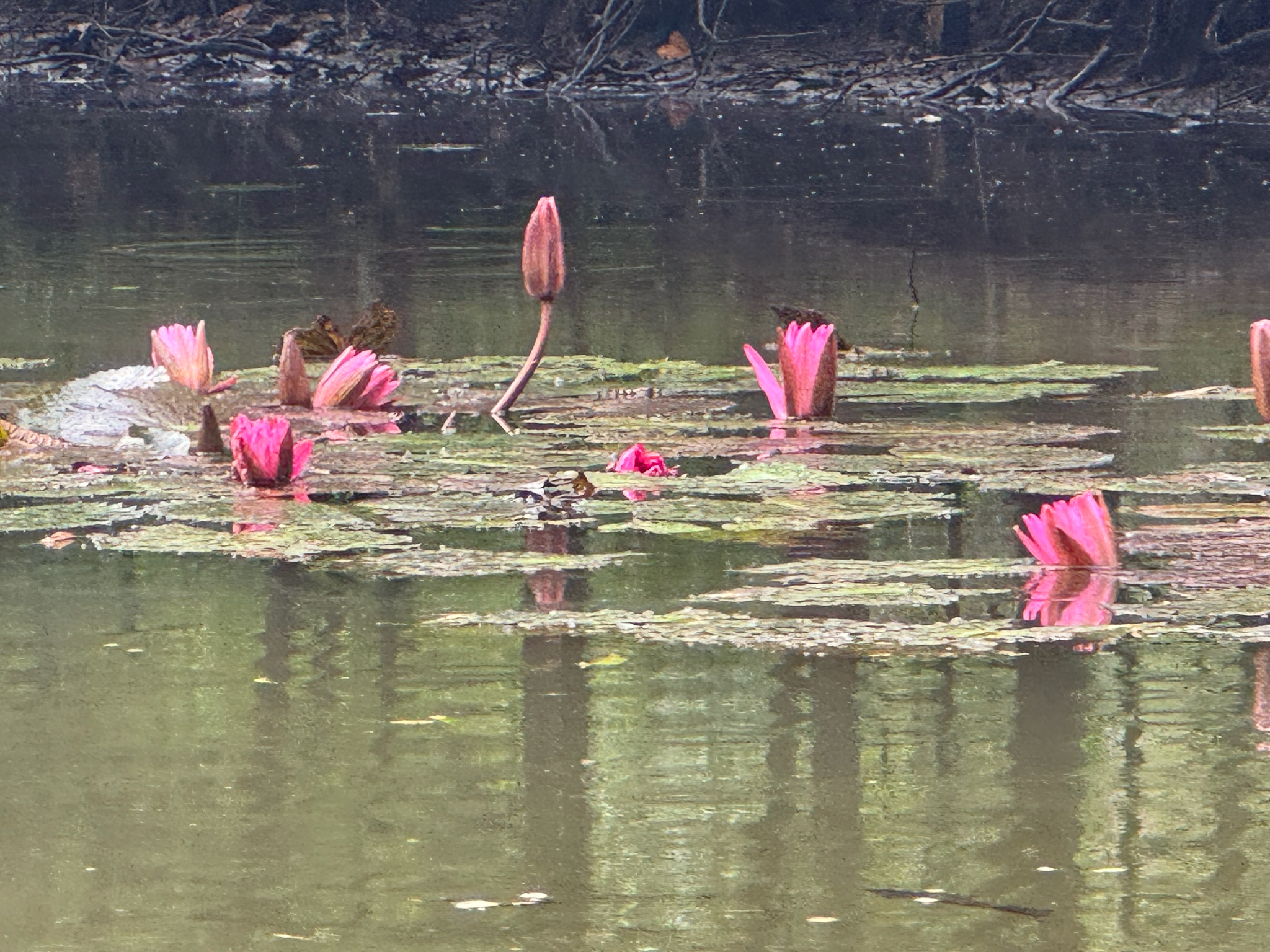 Nymphaea rubra — ảnh 2