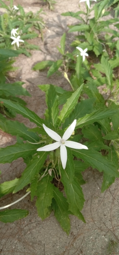 Hippobroma longiflora