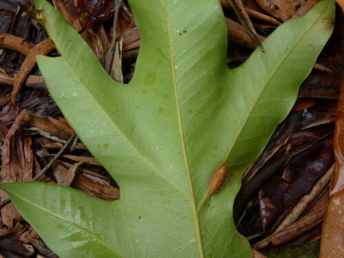 Darlingia darlingiana, photograph 5