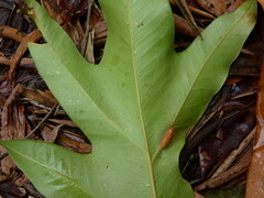Darlingia darlingiana, photograph (c) Steve Fitzgerald, some rights reserved (CC BY-SA)