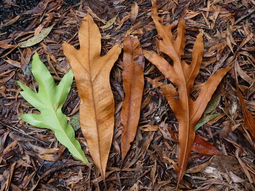 brown silky oak (Darlingia darlingiana)