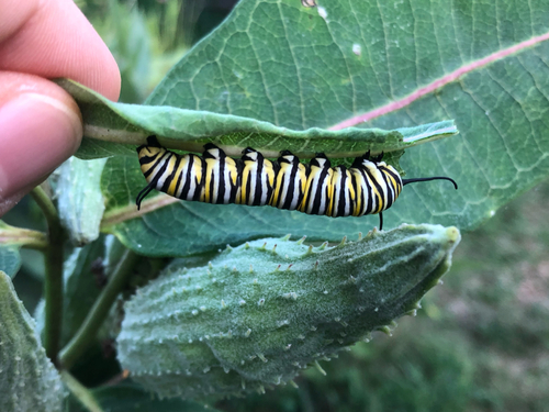 Migratory Monarch photographed in New Hampshire