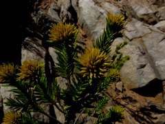 Pteronia fasciculata