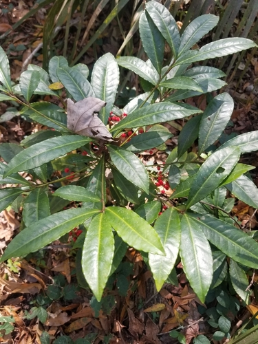 Ardisia crenata image