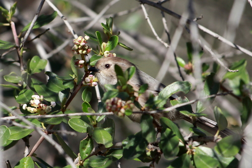 iNaturalist observation photo of Bushtit