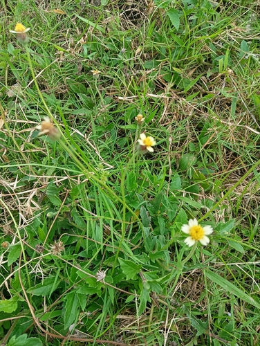 Tridax procumbens