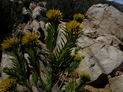 Pteronia fasciculata