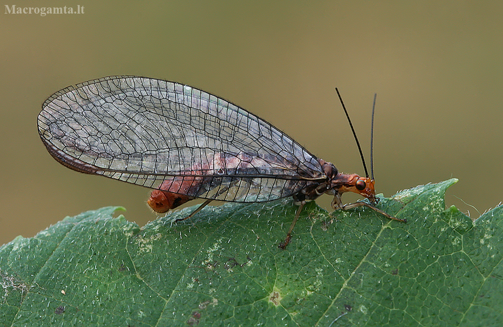 orange-headed lacewing