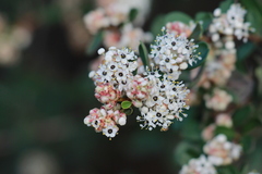 Ceanothus megacarpus