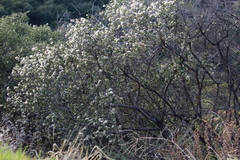 Ceanothus megacarpus