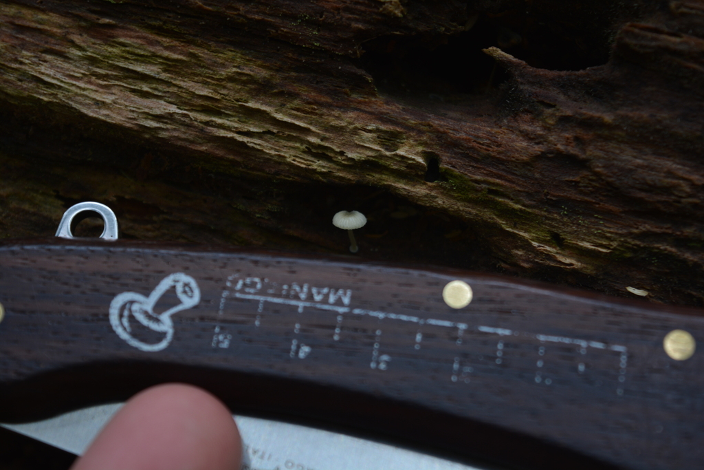 Mycena interrupta · December 2025 · photo: © georgecox (iNaturalist, cc0)
