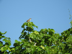 Cisticola chiniana