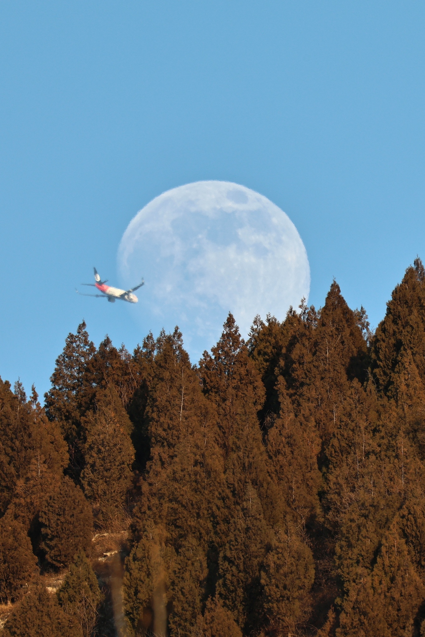 Oriental arborvitae