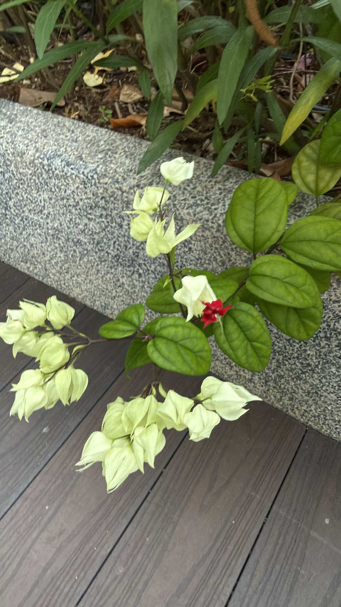 Bleeding heart vine