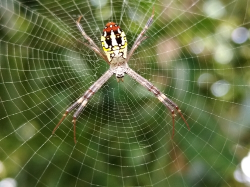 Argiope dang