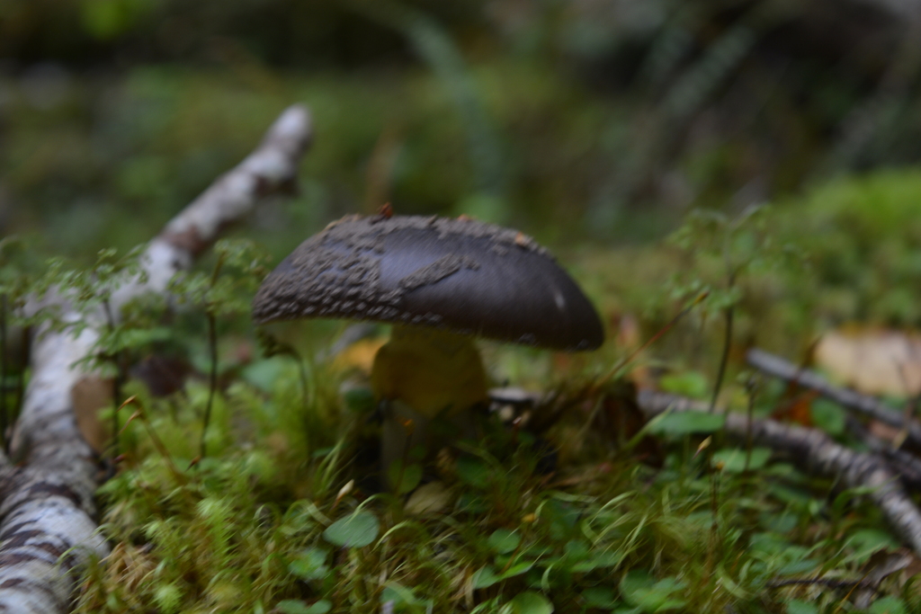 Amanita nothofagi · December 2025 · photo: © georgecox (iNaturalist, cc0)
