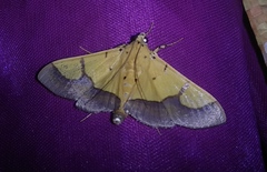 Endocrossis flavibasalis