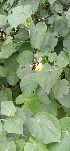 Talipariti tiliaceum
