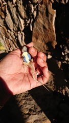 Sceloporus dugesii