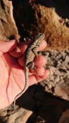 Sceloporus dugesii