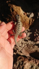 Sceloporus dugesii