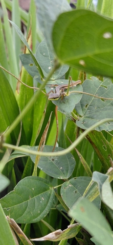 Takydromus sexlineatus