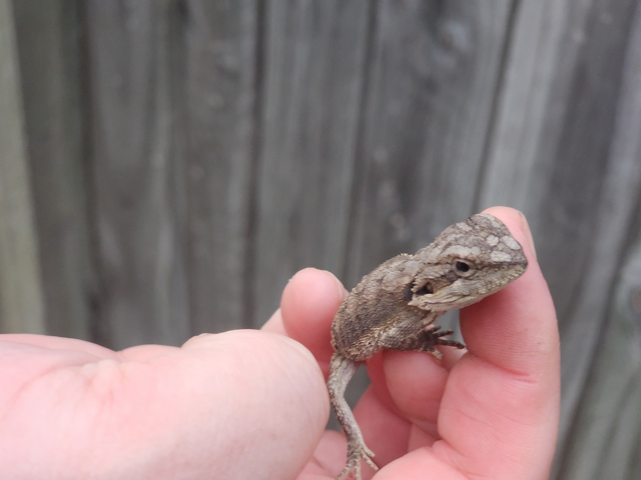 Pogona barbata (Cuvier, 1829)