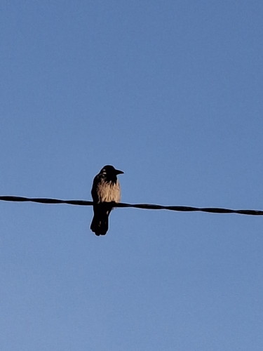 Hooded Crow