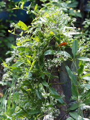 Paederia cavaleriei, photograph author not stated, no rights reserved