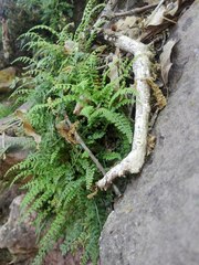 Asplenium fontanum
