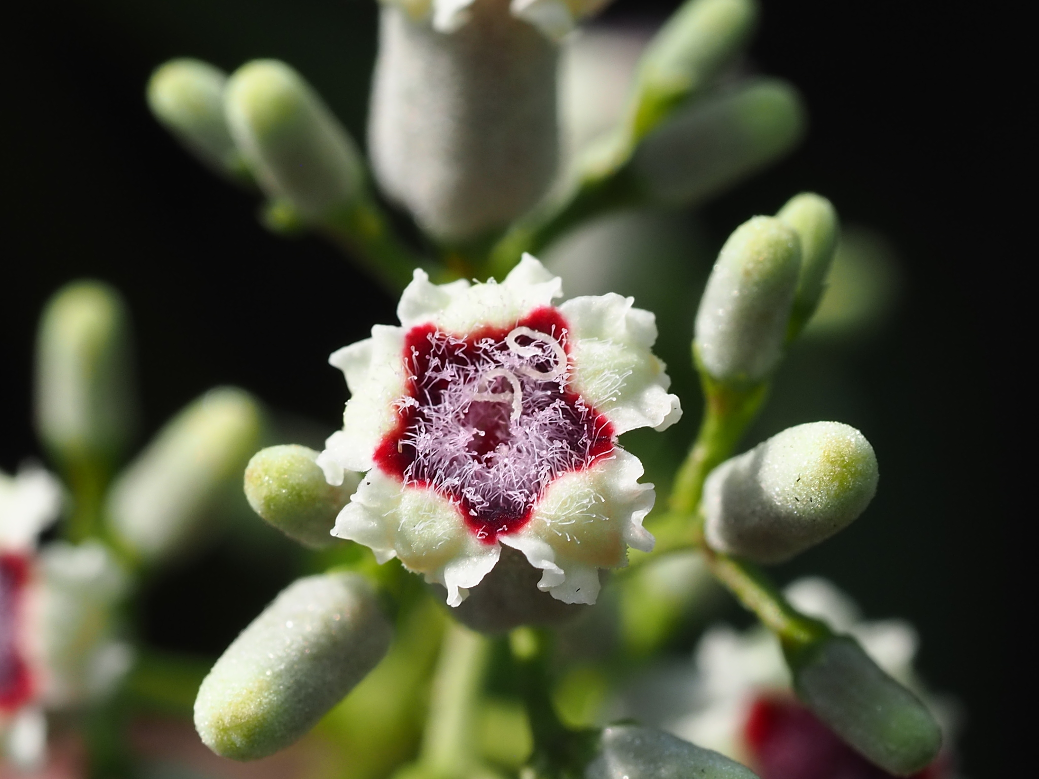 Paederia cavaleriei