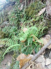 Asplenium fontanum