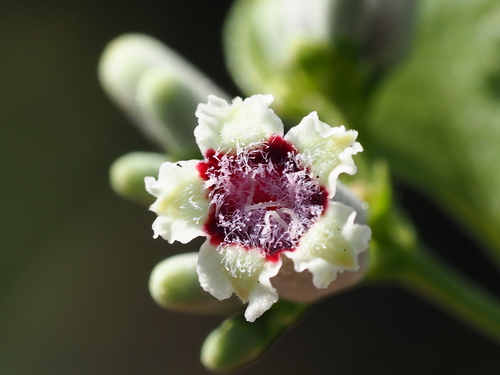 Paederia cavaleriei, photograph 5