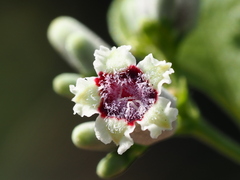 Paederia cavaleriei, photograph author not stated, no rights reserved